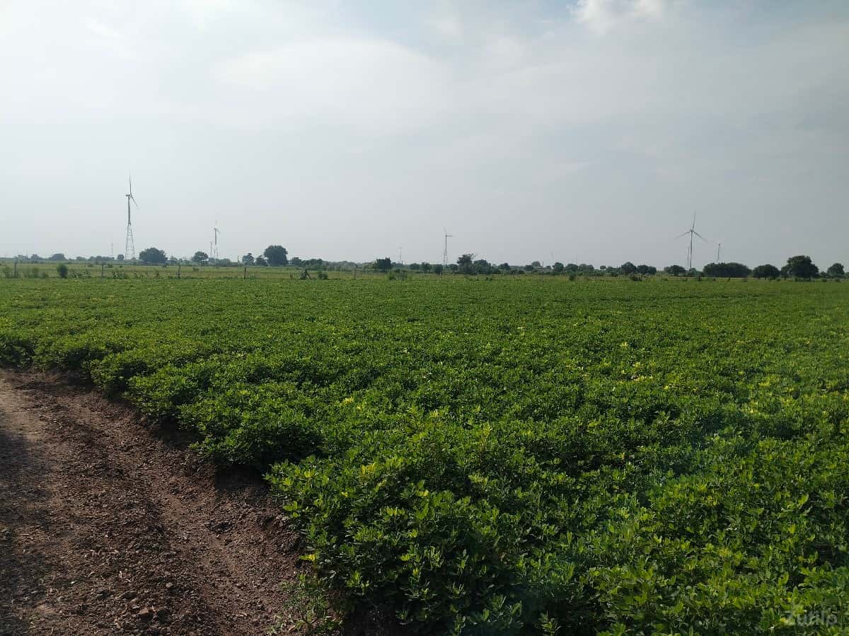 વેચવાની