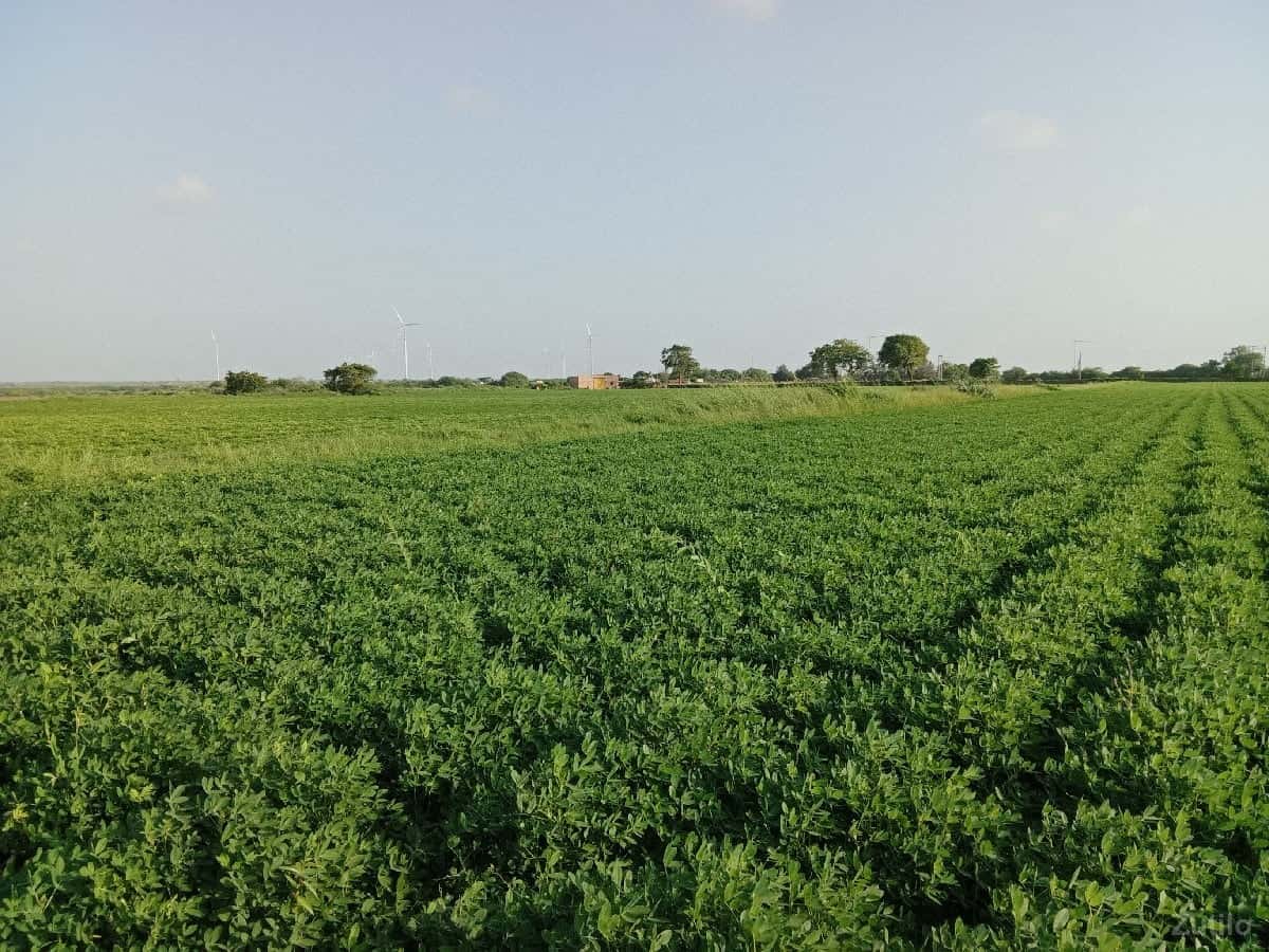 વેચવાની