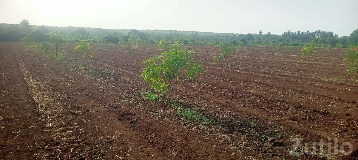 Fertile Agricultural Land Plot, Talala