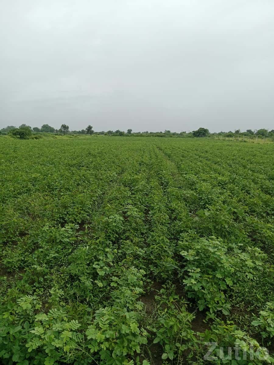 7.5 Vigha Fertile Agricultural Land