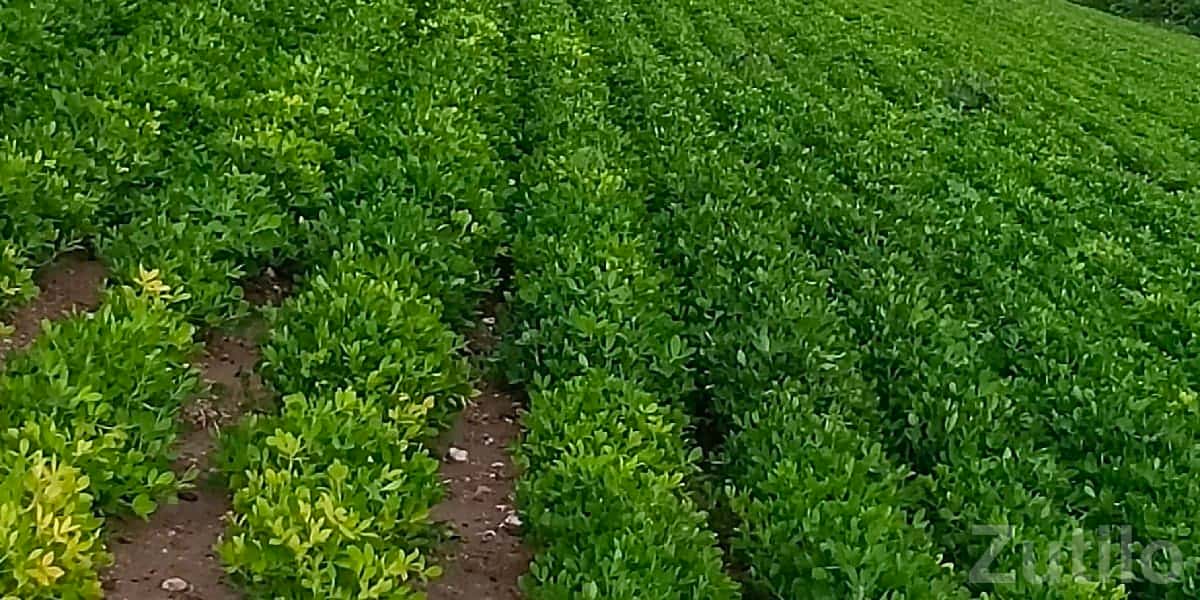 9 Vigha Fertile Agricultural Land