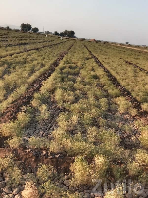 11 Vigha Fertile Agricultural Land, Ranavav