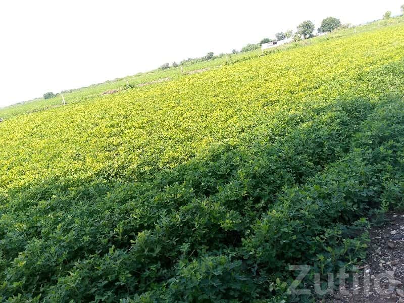 Fertile Green Farmland Plot Manavadar