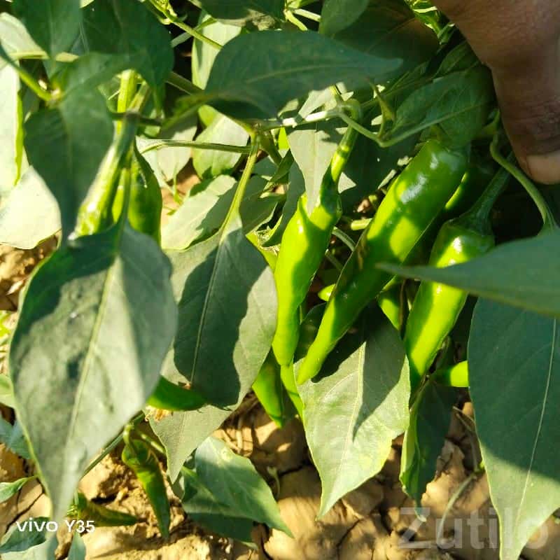Dwarka Fertile Farm Land for Chilli Crop Dwarka Fertile Farm Land for Chilli Crop