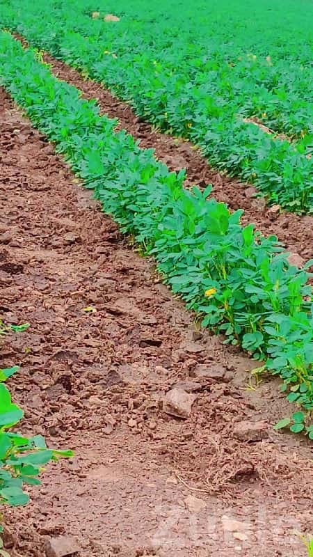 Fertile Agricultural Land for Sale