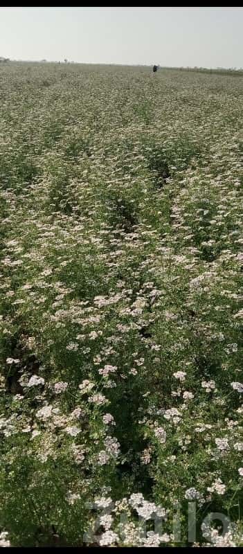 Fertile Agricultural Farm Land Mangrol