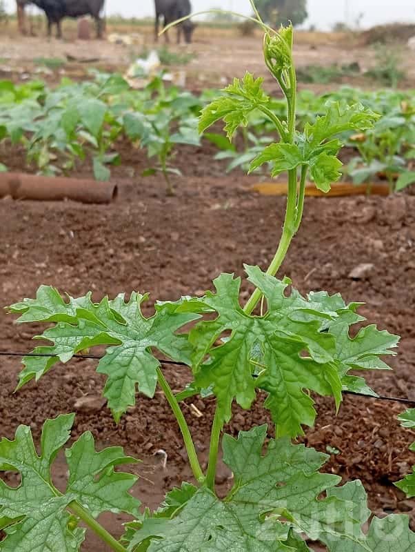 Fertile Agricultural Land for Farming