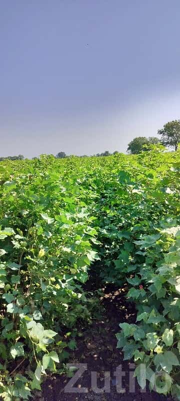 Fertile Green Farmland Plot for Sale