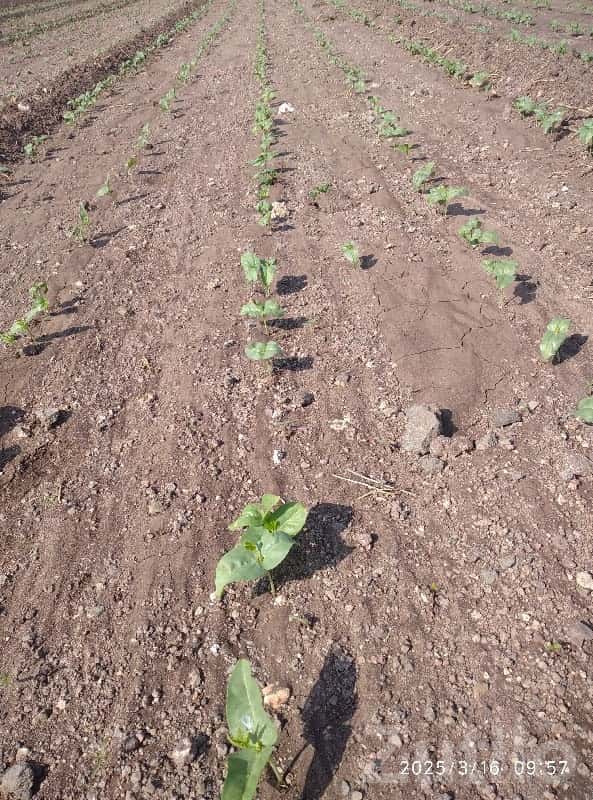 Fertile Farmland Plot in Jamjodhpur