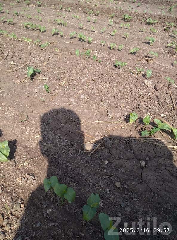 Jamjodhpur Fertile Agricultural Land Plot