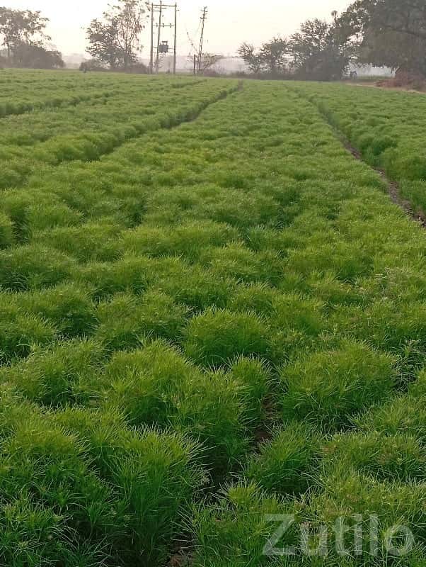 Fertile Green Agricultural Land Plot