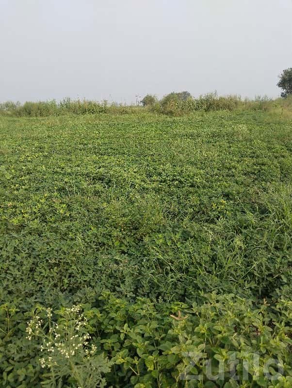 5 Vigha Fertile Green Farmland Plot