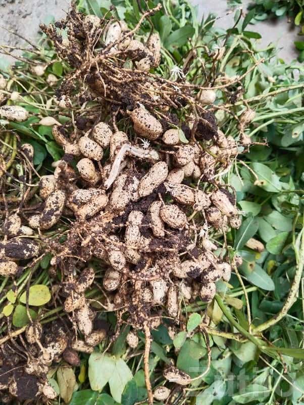 5 Vigha Fertile Groundnut Farm Land