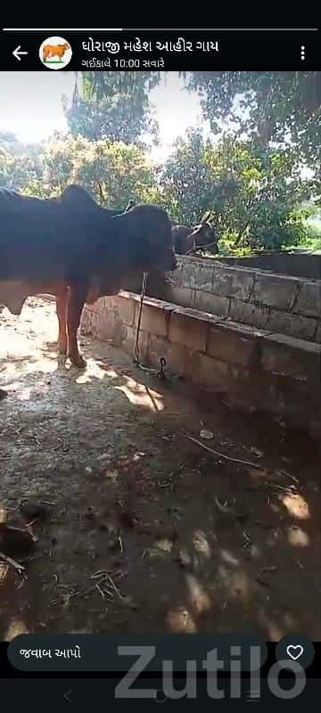 Agricultural Land with Cow Shed, Dhoraji
