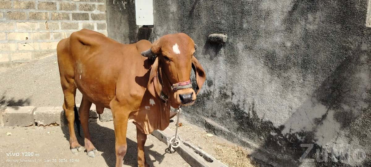 Gir Cow 3 Years Old Pregnant