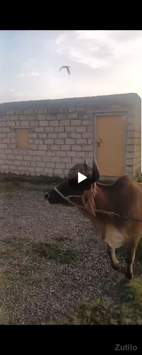 વેચાણ image 1