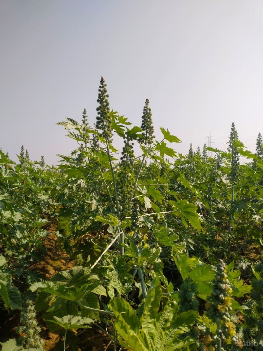 ખેતર image 2