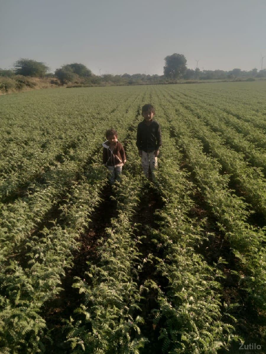 જામીન image 1