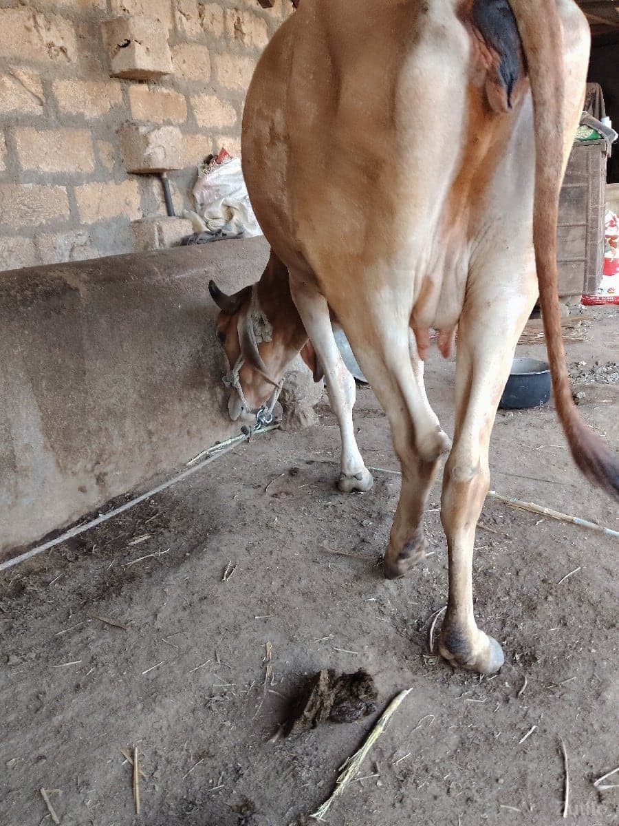 ગાય image 3