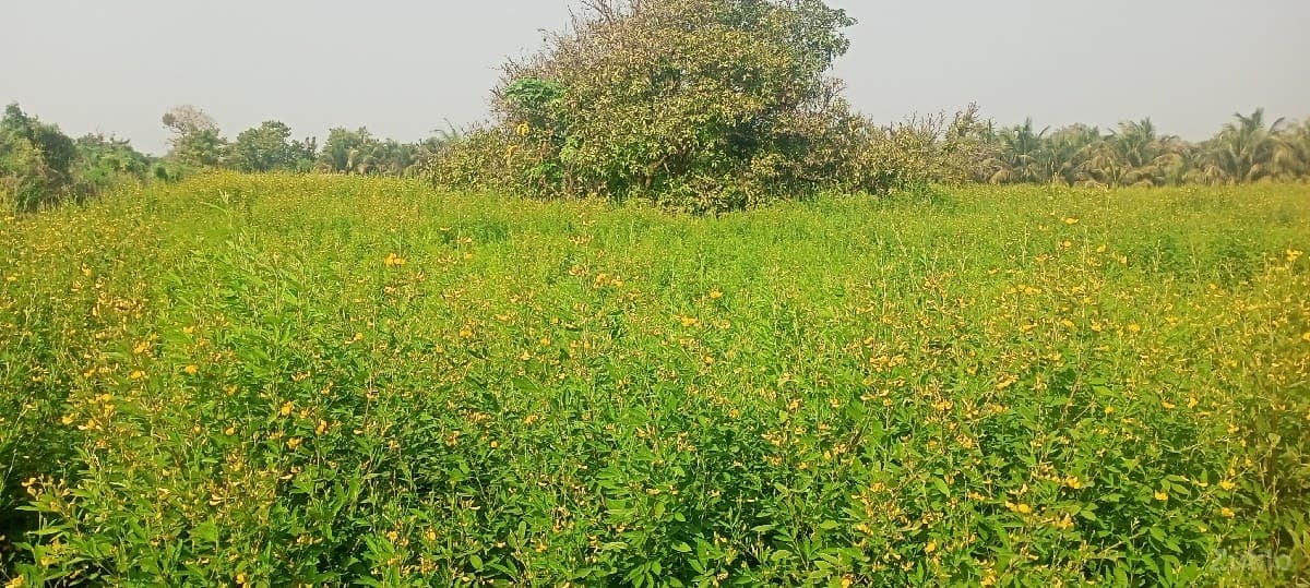 જમીન image 1