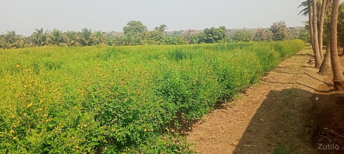 જમીન image 2