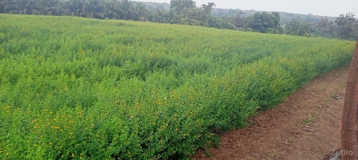 જમીન image 3