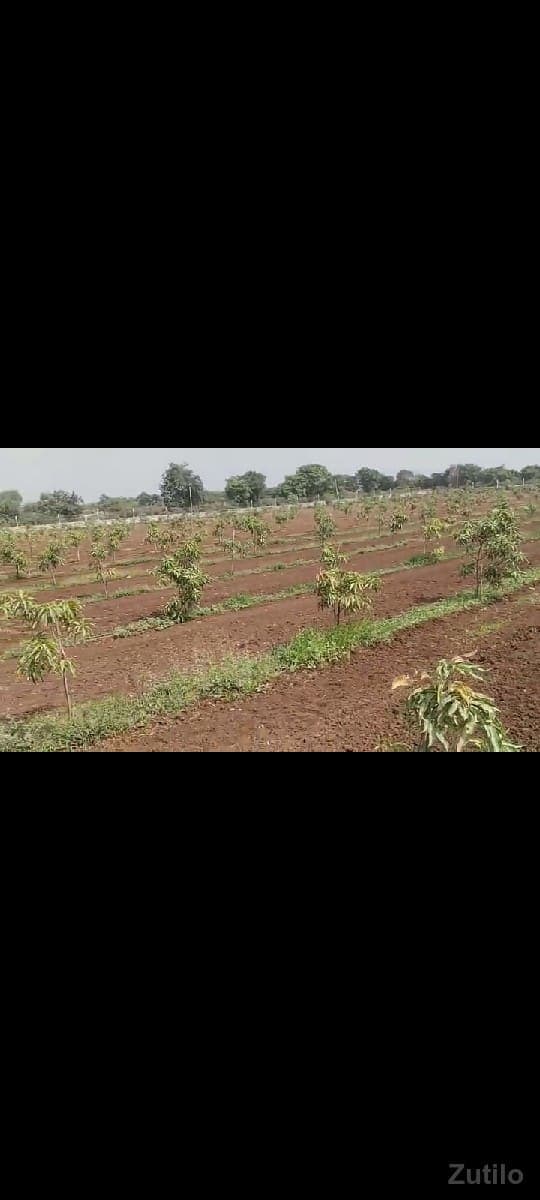 જમીન image 2