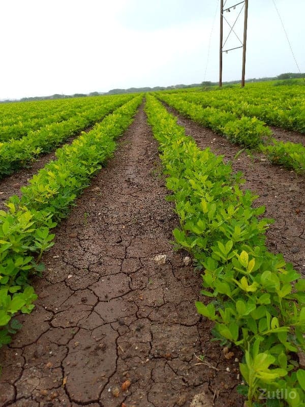 23વીઘા image 2