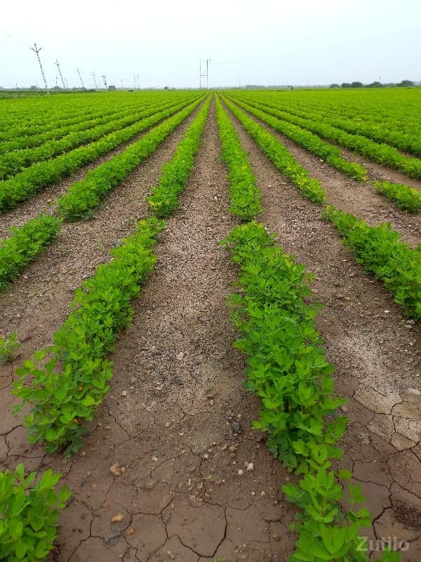 23વીઘા image 3
