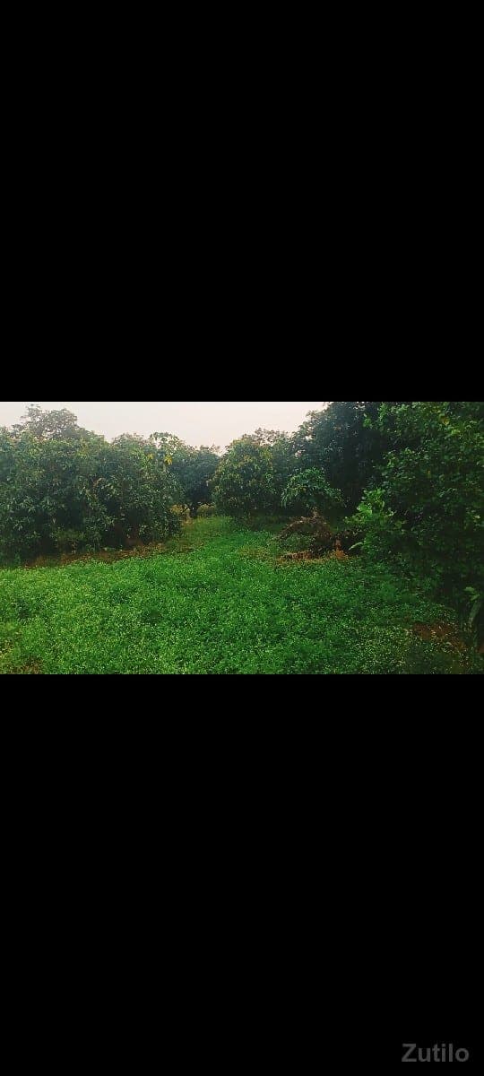 જમીન image 2