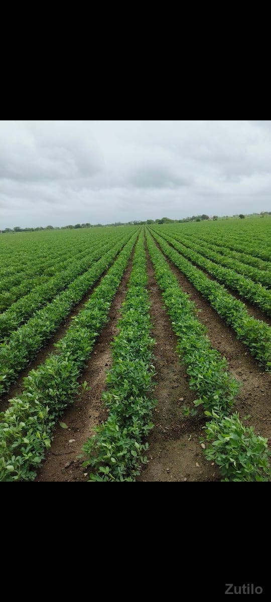 જમીન image 1