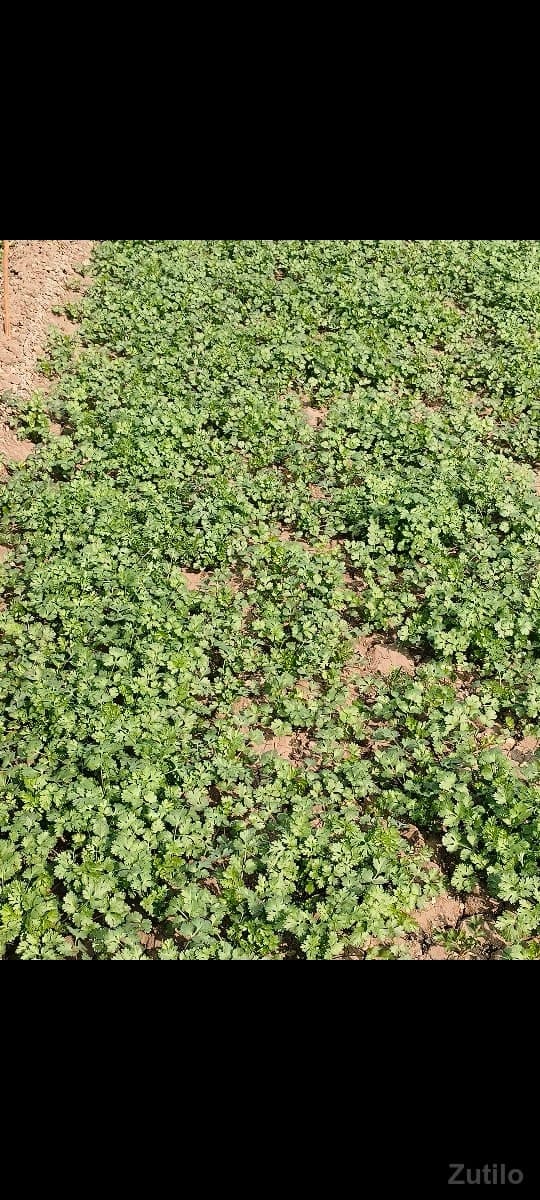 જમીન image 2