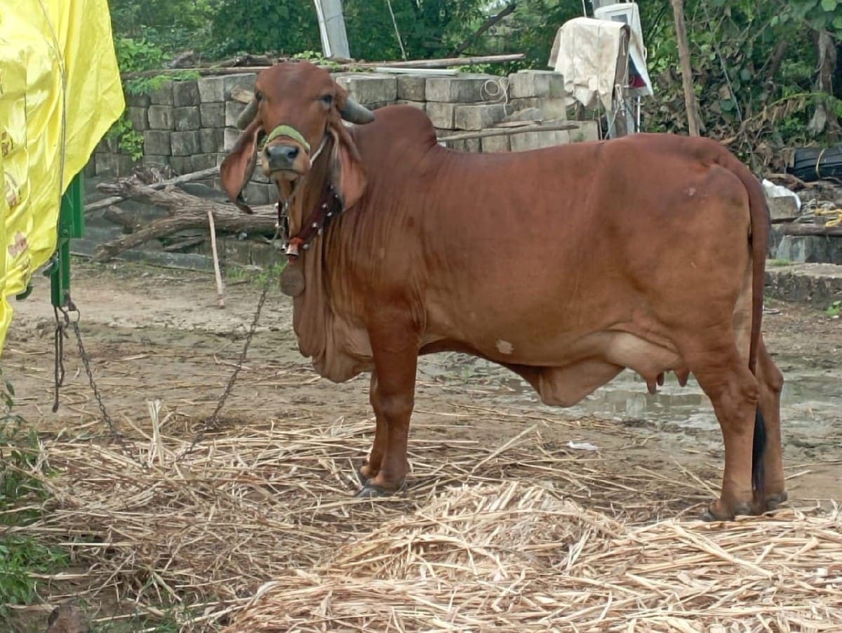 જમીન image 1