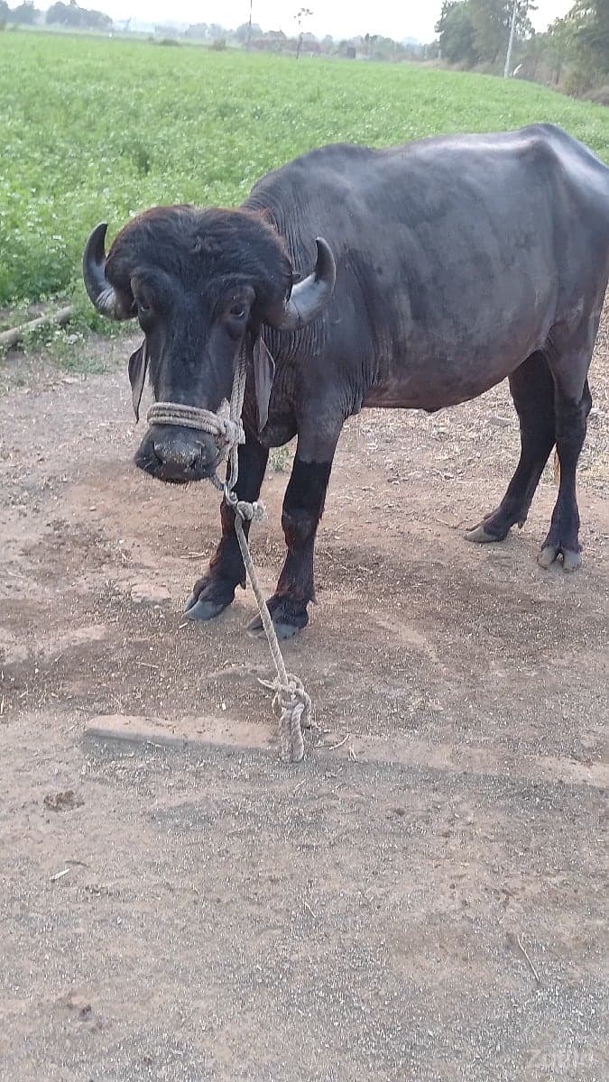 ખડેલી image 1