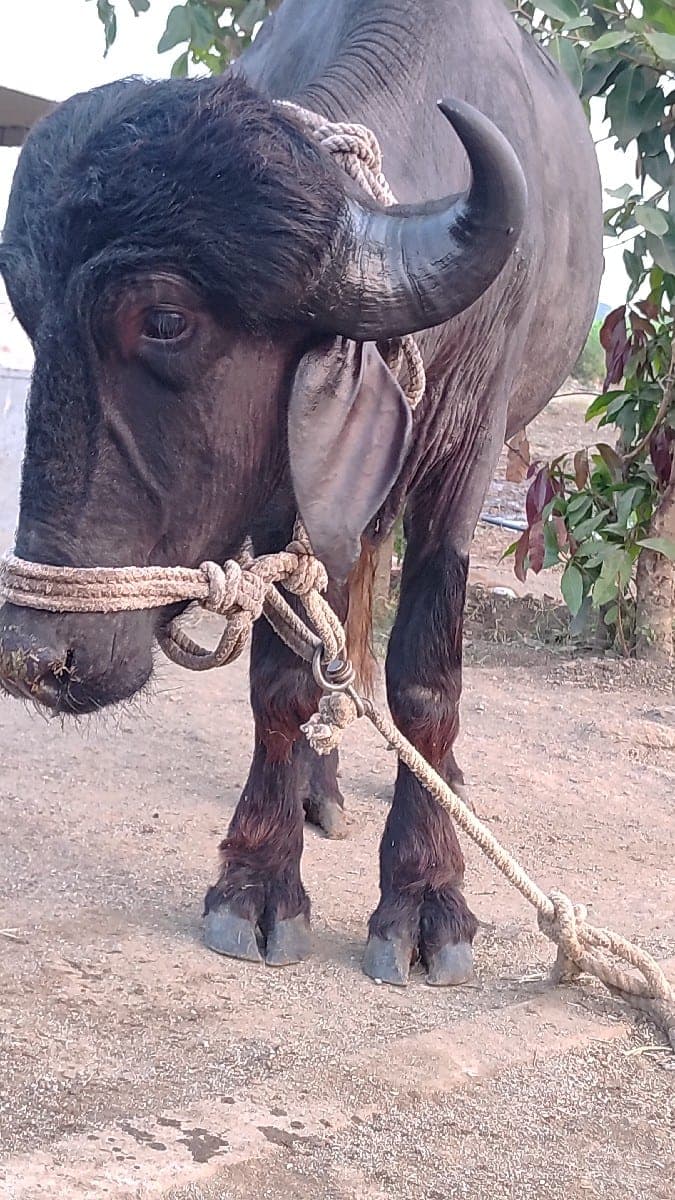 ખડેલી image 2