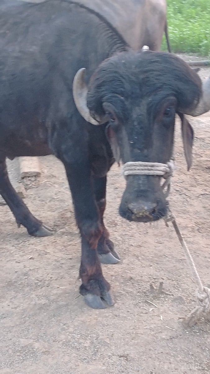 ખડેલી image 3