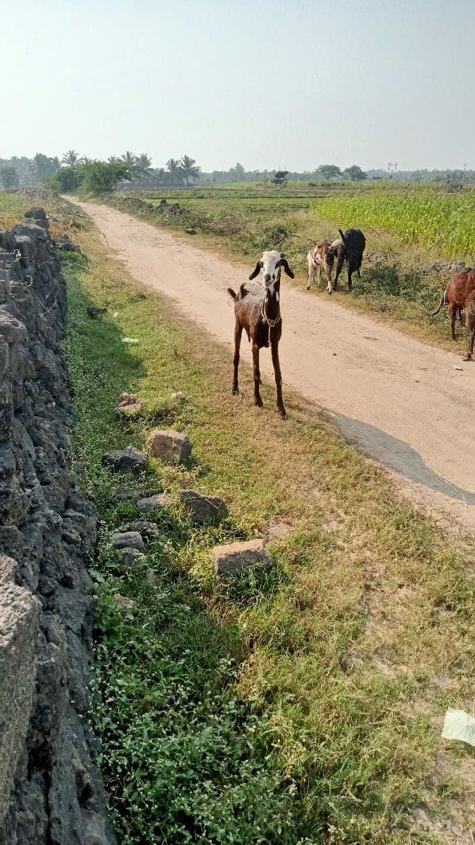 હ.સનભાઈ image 2