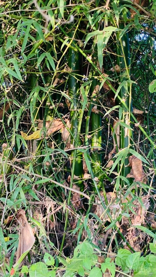 વાસ બંબૂ image 2