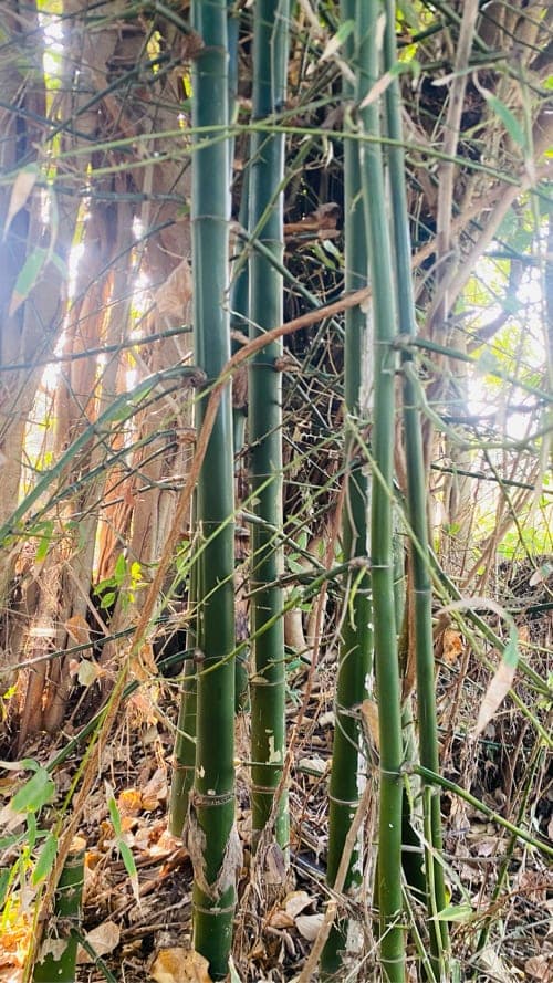 વાસ બંબૂ image 3