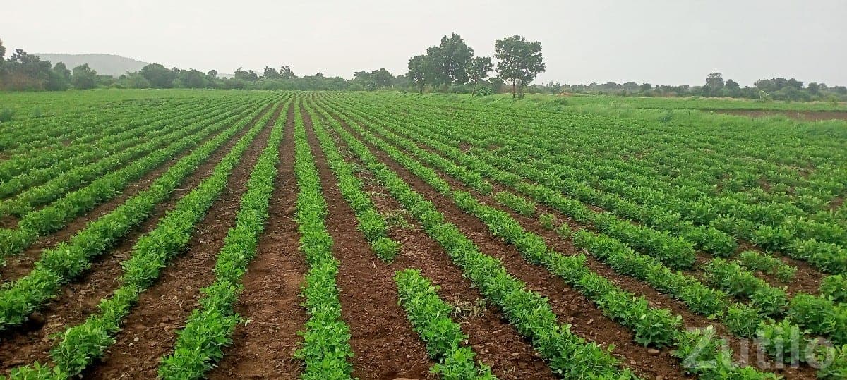 Fertile Agricultural Land Plot, Talala image 2