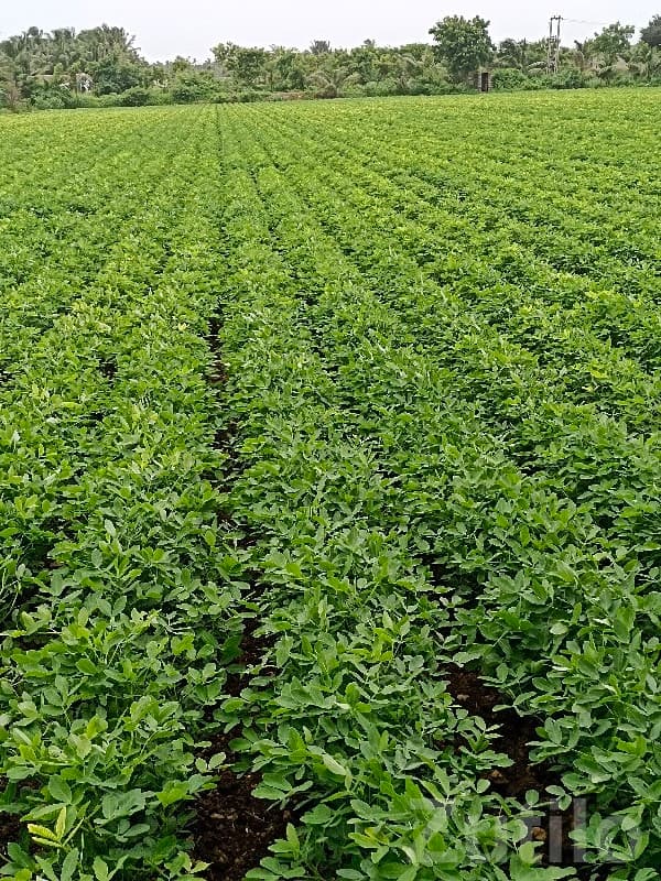 Fertile Green Farmland Plot in Mangrol image 1