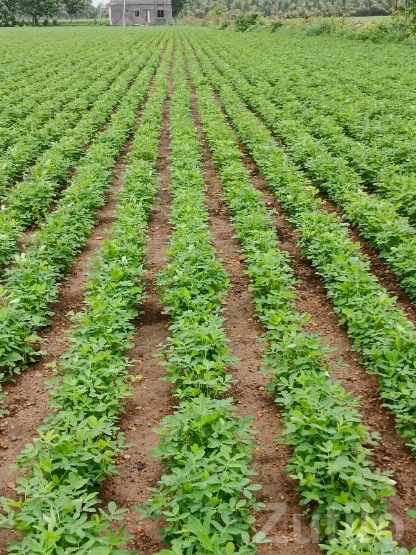 Fertile Green Farmland Plot in Mangrol image 2