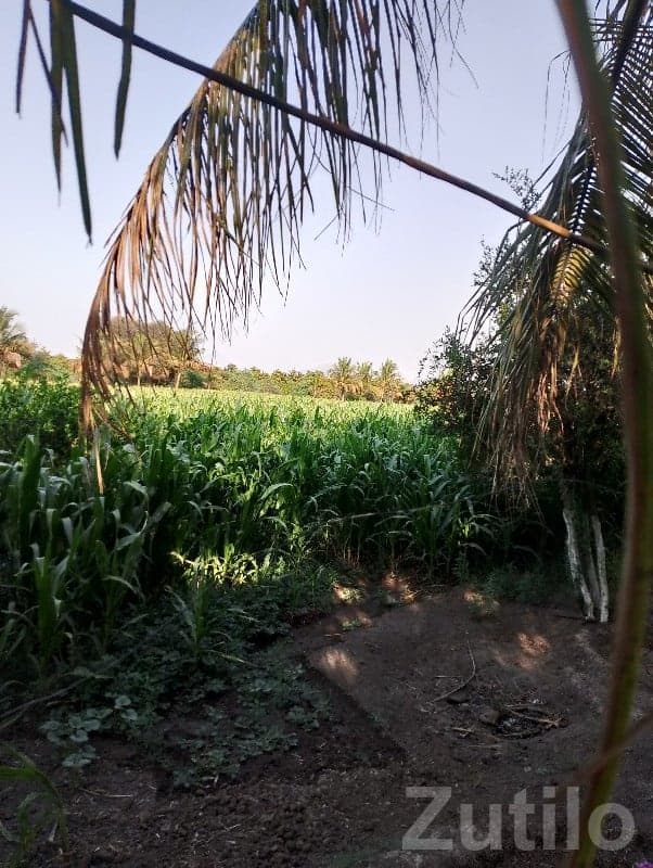 Fertile Green Agricultural Land Vanthali