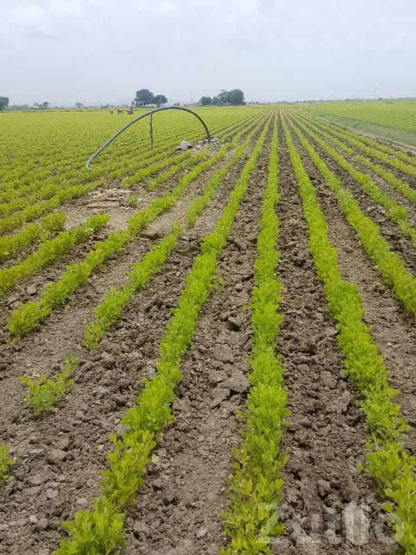 11 Vigha Fertile Agricultural Land, Ranavav image 3