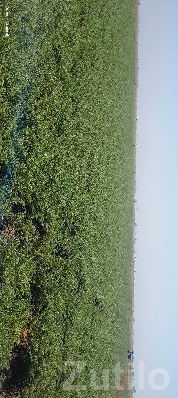 Fertile Agricultural Land in Mangrol image 2