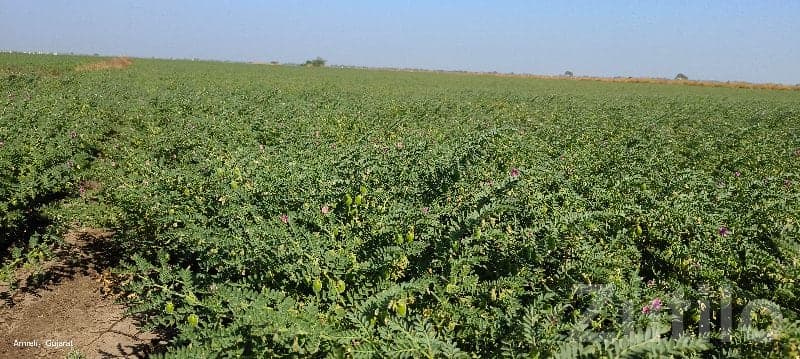 Fertile Agricultural Land in Mangrol image 3