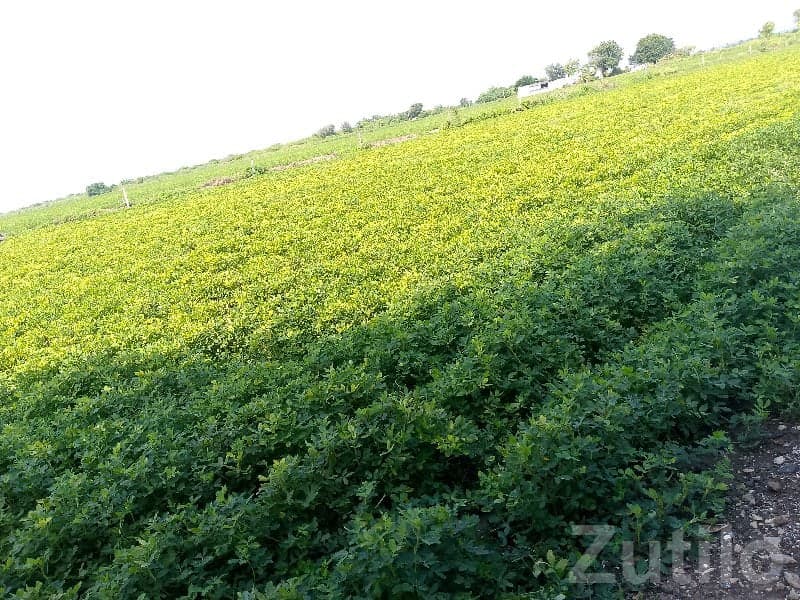 Fertile Green Farmland Plot Manavadar image 1