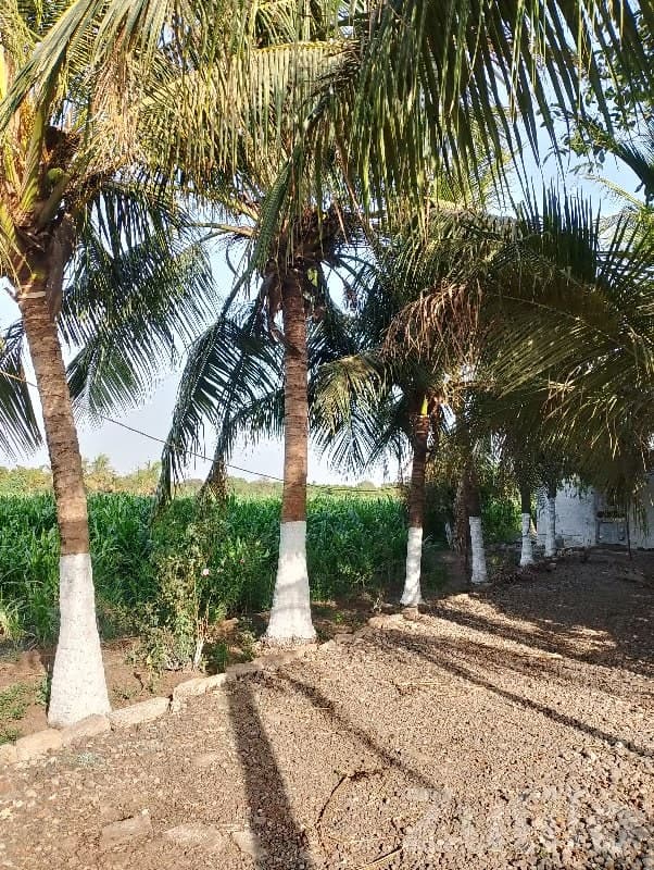 Green Agricultural Land with Coconut Trees