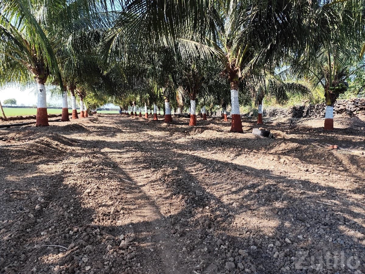 Talala Agricultural Land with Farm House image 3