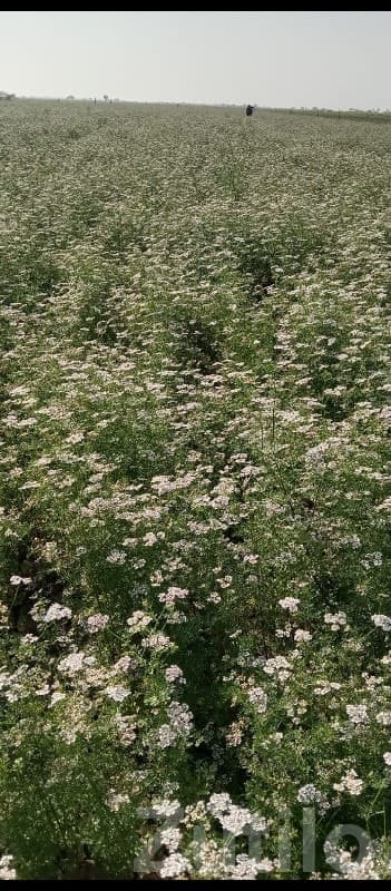 Fertile Agricultural Farm Land Mangrol image 1